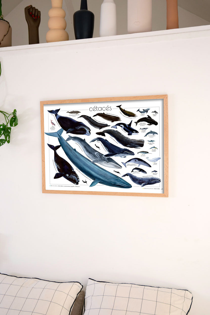 Poster des cétacés encadré sur le mur