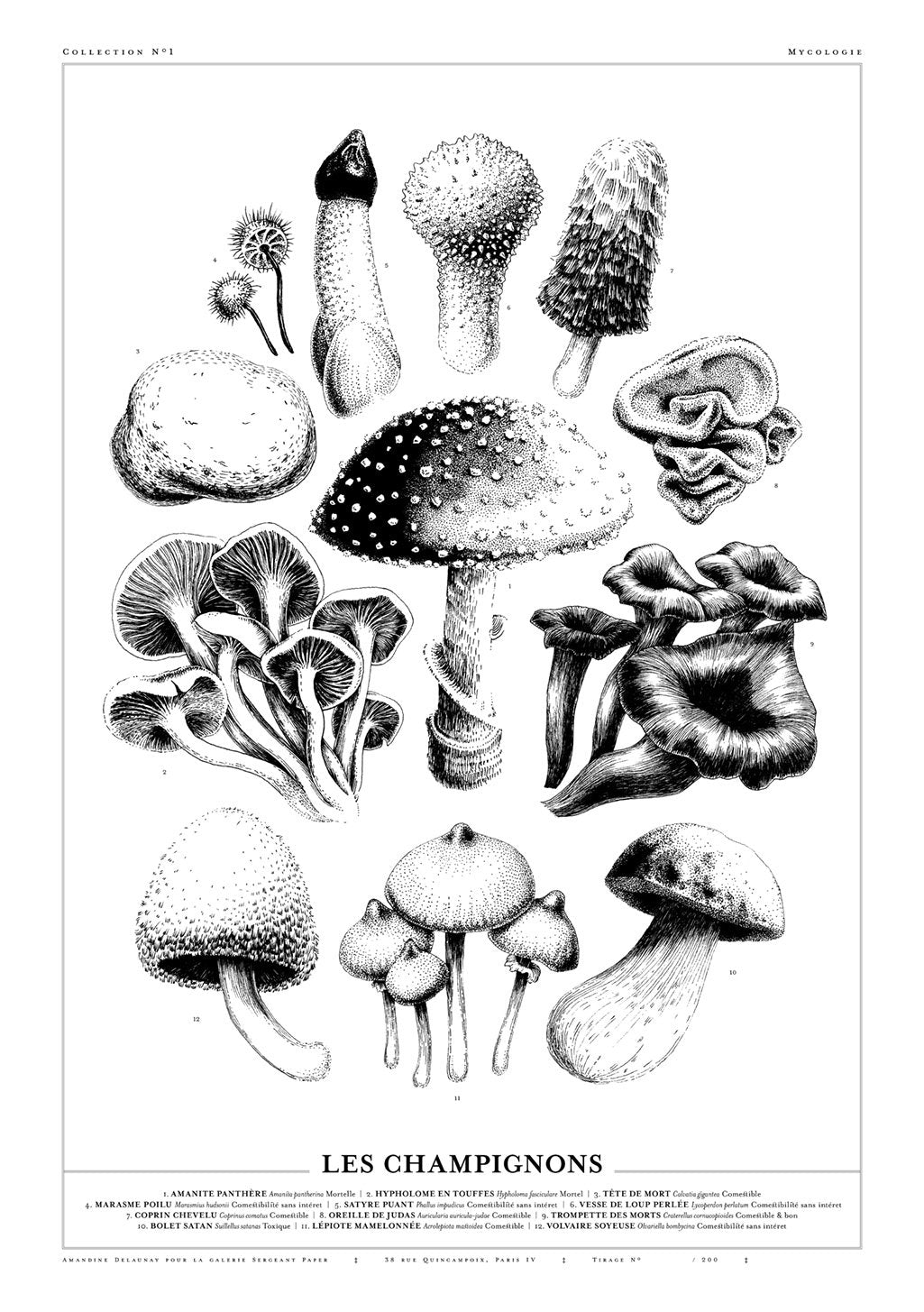 Illustrations en noir et blanc de divers champignons