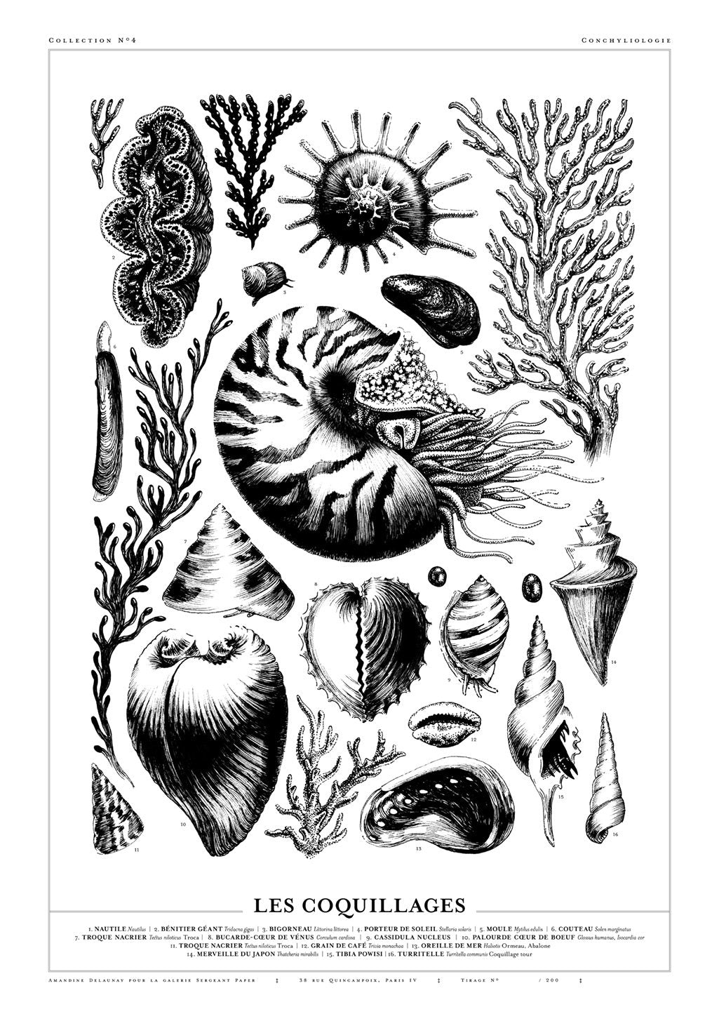 Illustration en noir et blanc de coquillages et de coraux marins