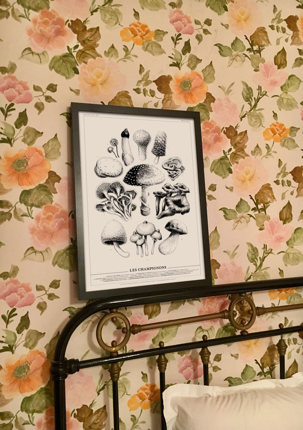 champignons botaniques illustration noire et blanche