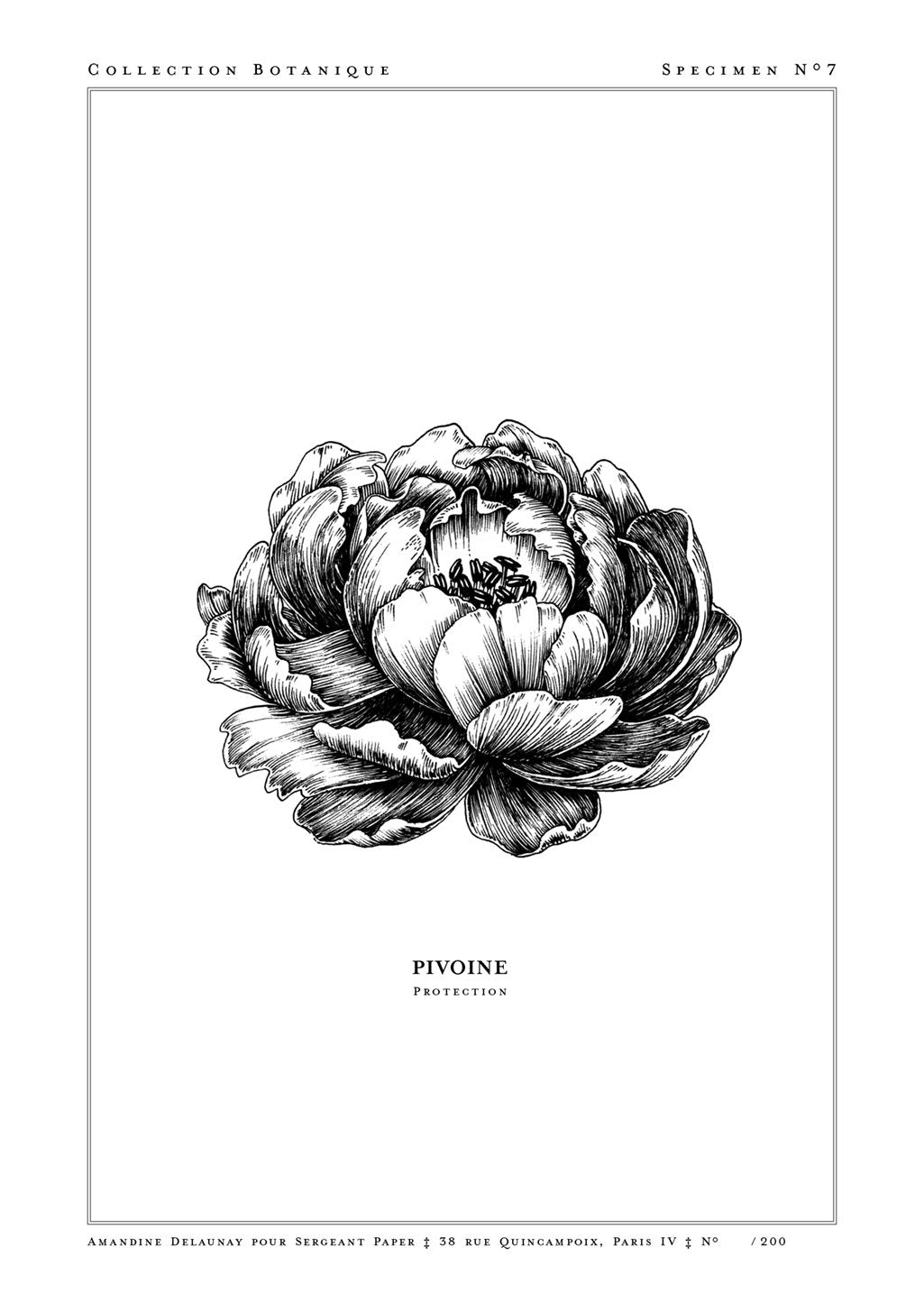 Illustration botanique en noir et blanc d'une fleur de pivoine