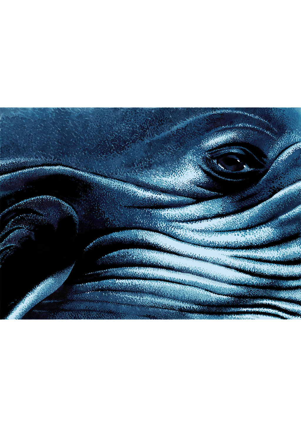 affiche-animaux-amandine-delaunay-baleine-bleue-1