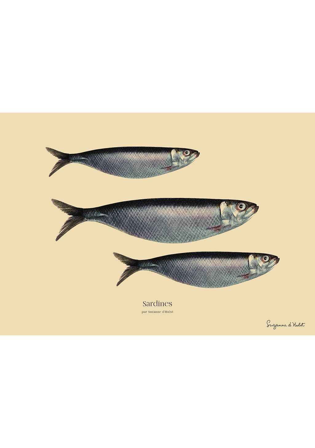 affiche-animaux-suzanne-d-hulst-les-sardines-1