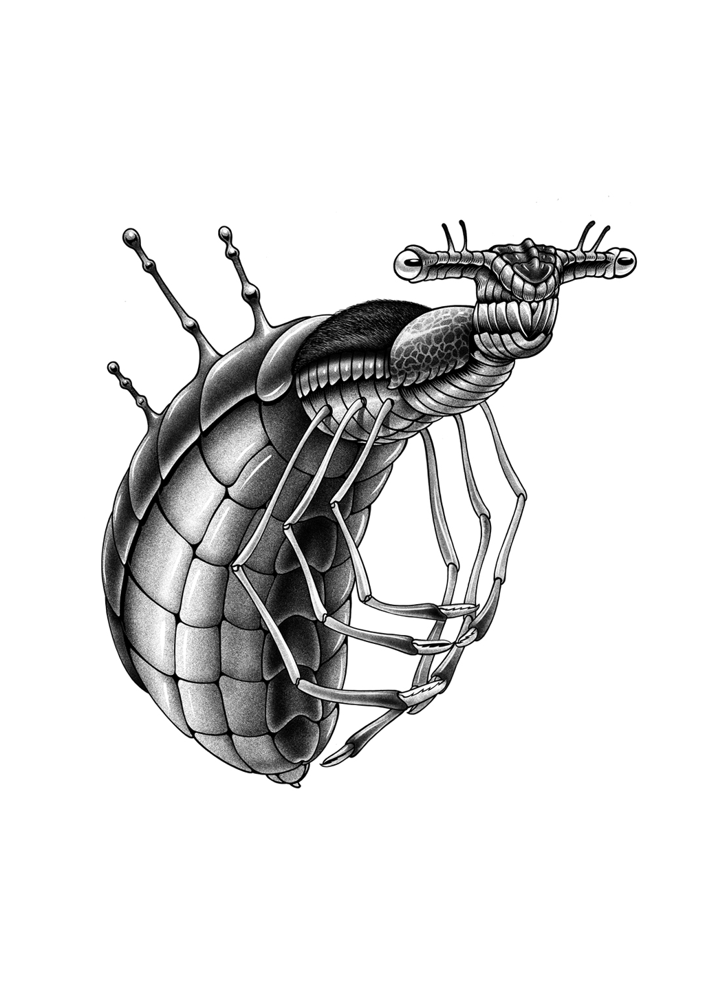 Illustration en noir et blanc d'un insecte avec des pinces et des antennes