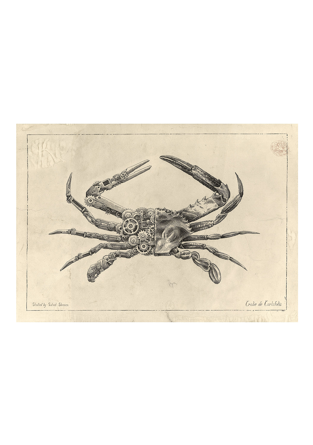 Affiche-animaux-steeven-salvat-crabe-de-carlafolis-1