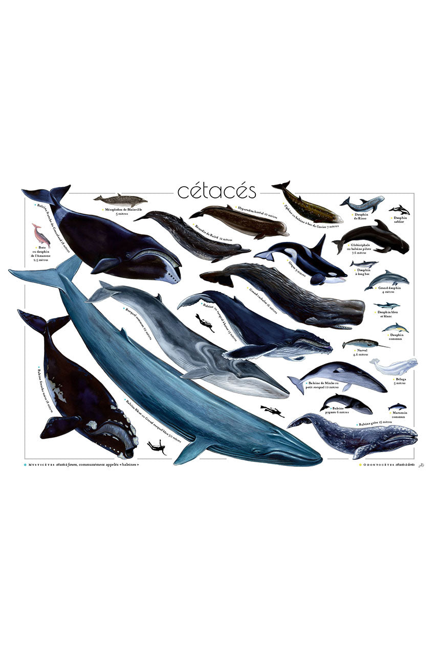 Poster des cétacés, illustrations de baleines et de dauphins, étiquettes en français