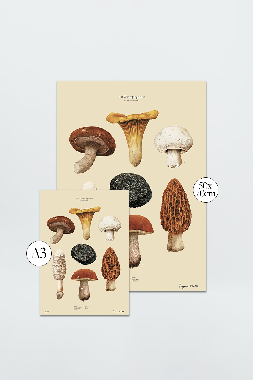 Les Champignons 2