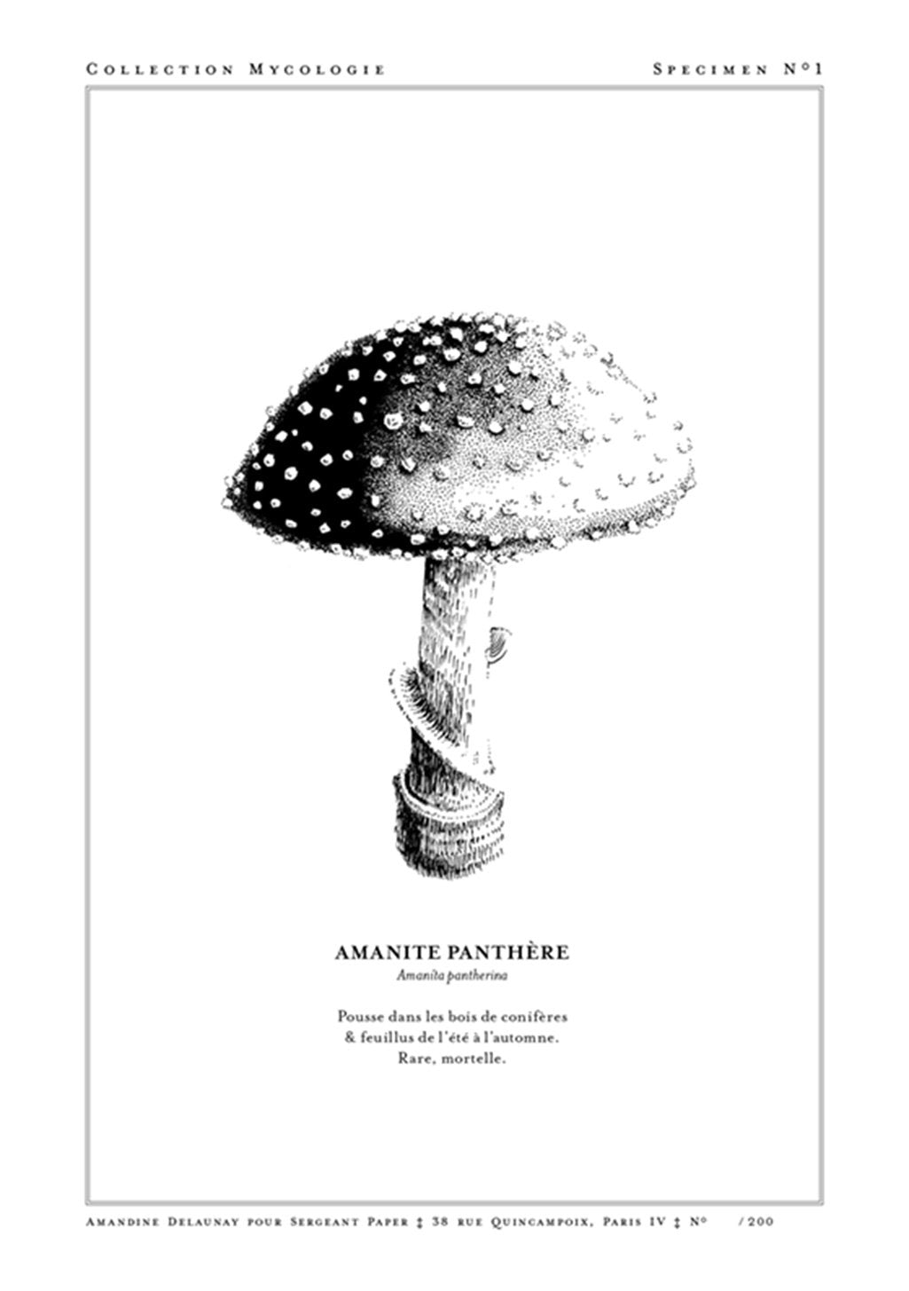 Champignon noir et blanc, texte français, champignon rare et mortel