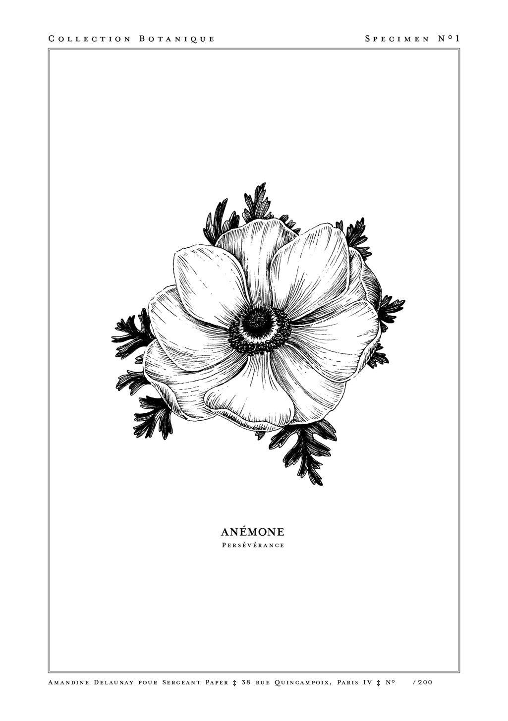 Illustration en noir et blanc d'une fleur d'anémone