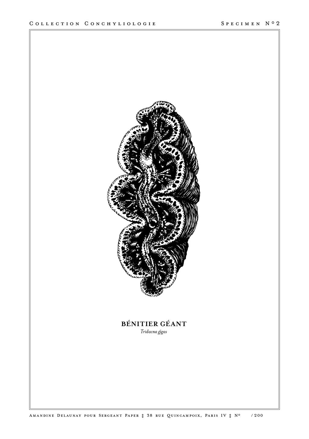 Illustration en noir et blanc d'un bénitier géant, étiqueté spécimen no 2