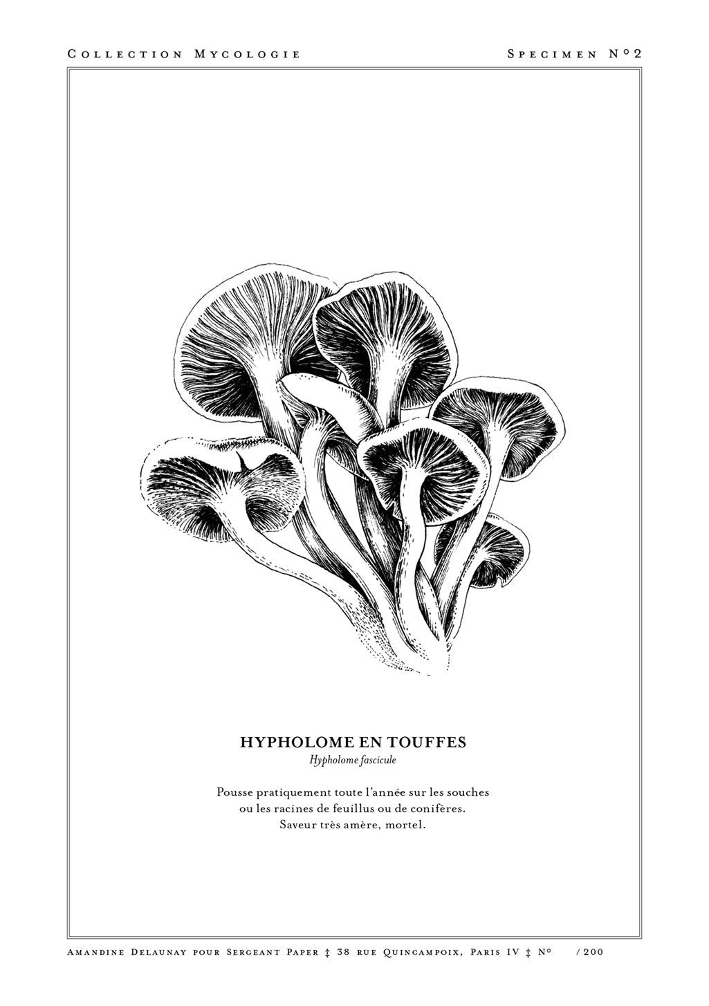 Champignons en noir et blanc, texte en français, mycologie, spécimen, Hypholome fascicule, danger mortel