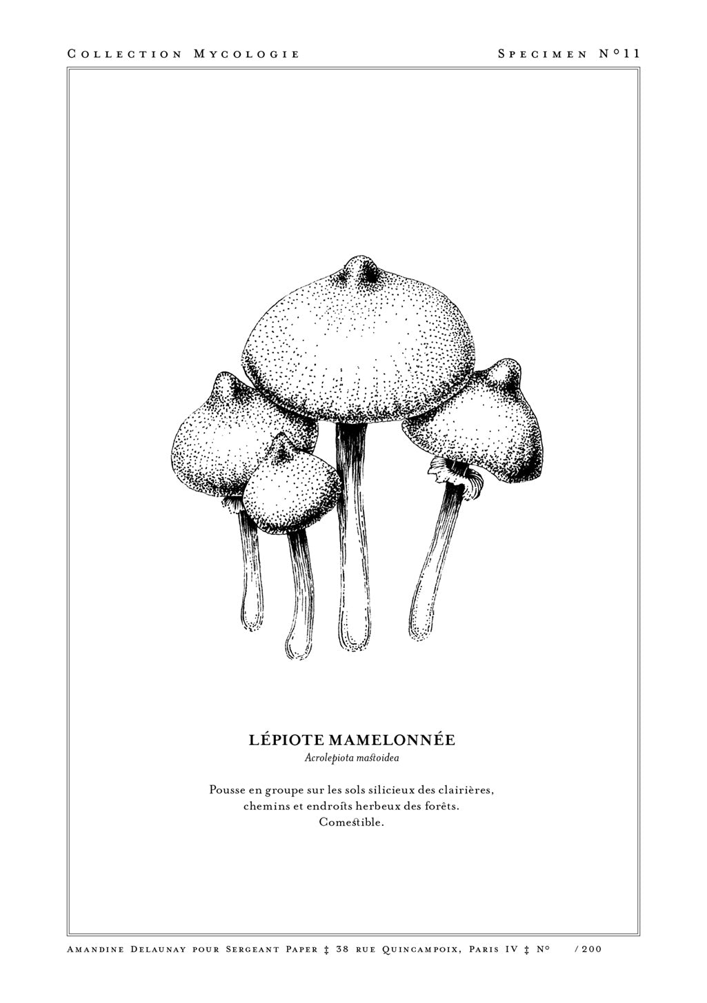 Champignons, illustration en noir et blanc, spécimen mycologique, spécimen n°11, Lépiote maelonée, comestible, texte en français