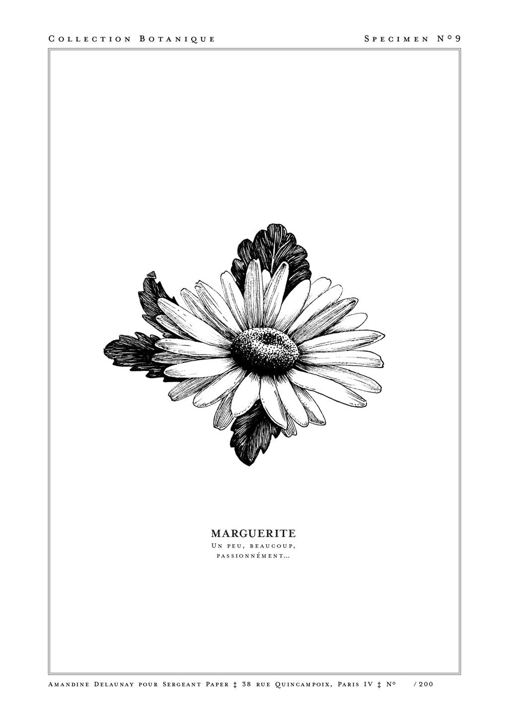 Illustration botanique en noir et blanc de marguerite