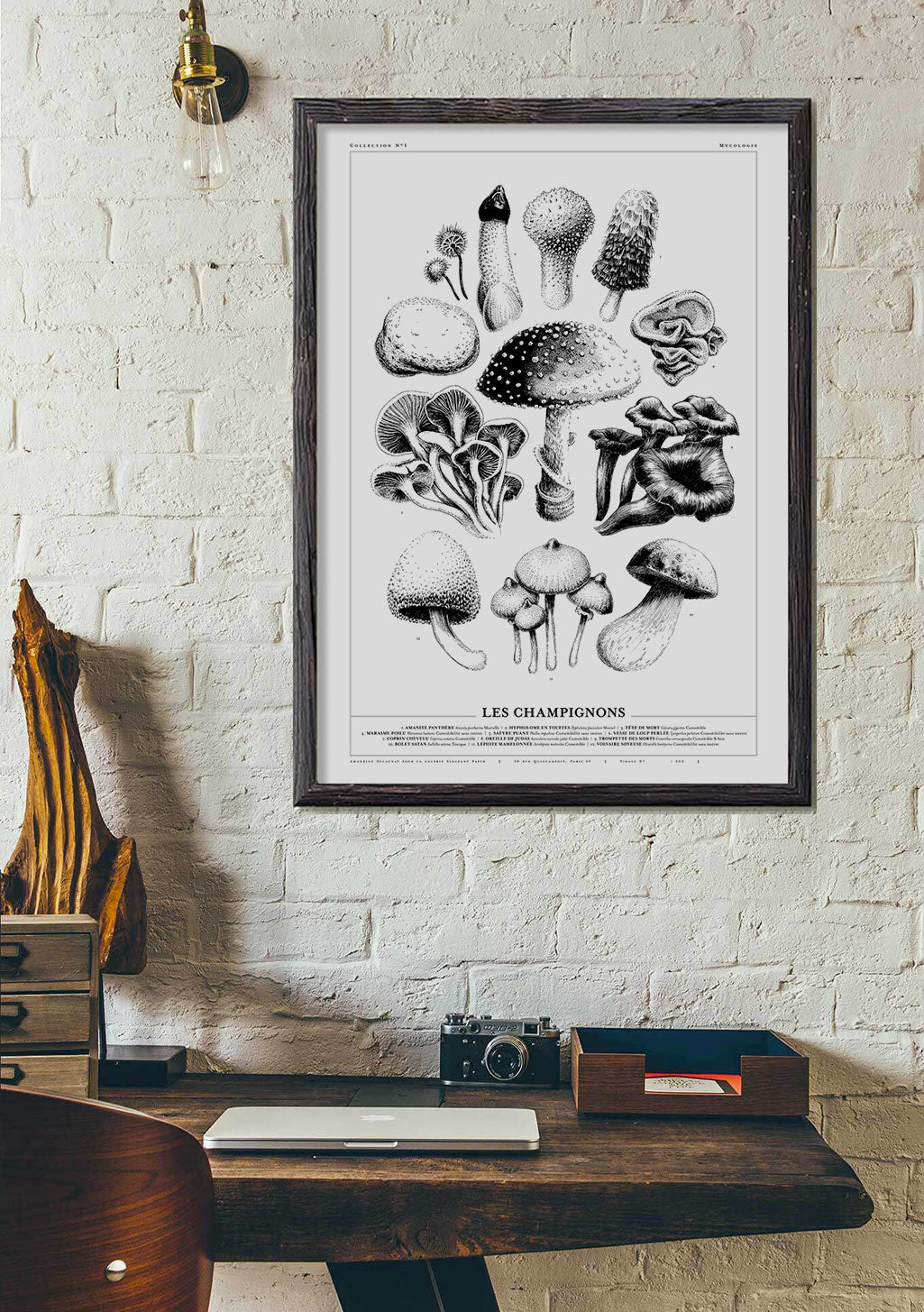 champignons, illustration en noir et blanc, cadre en bois, mur de briques