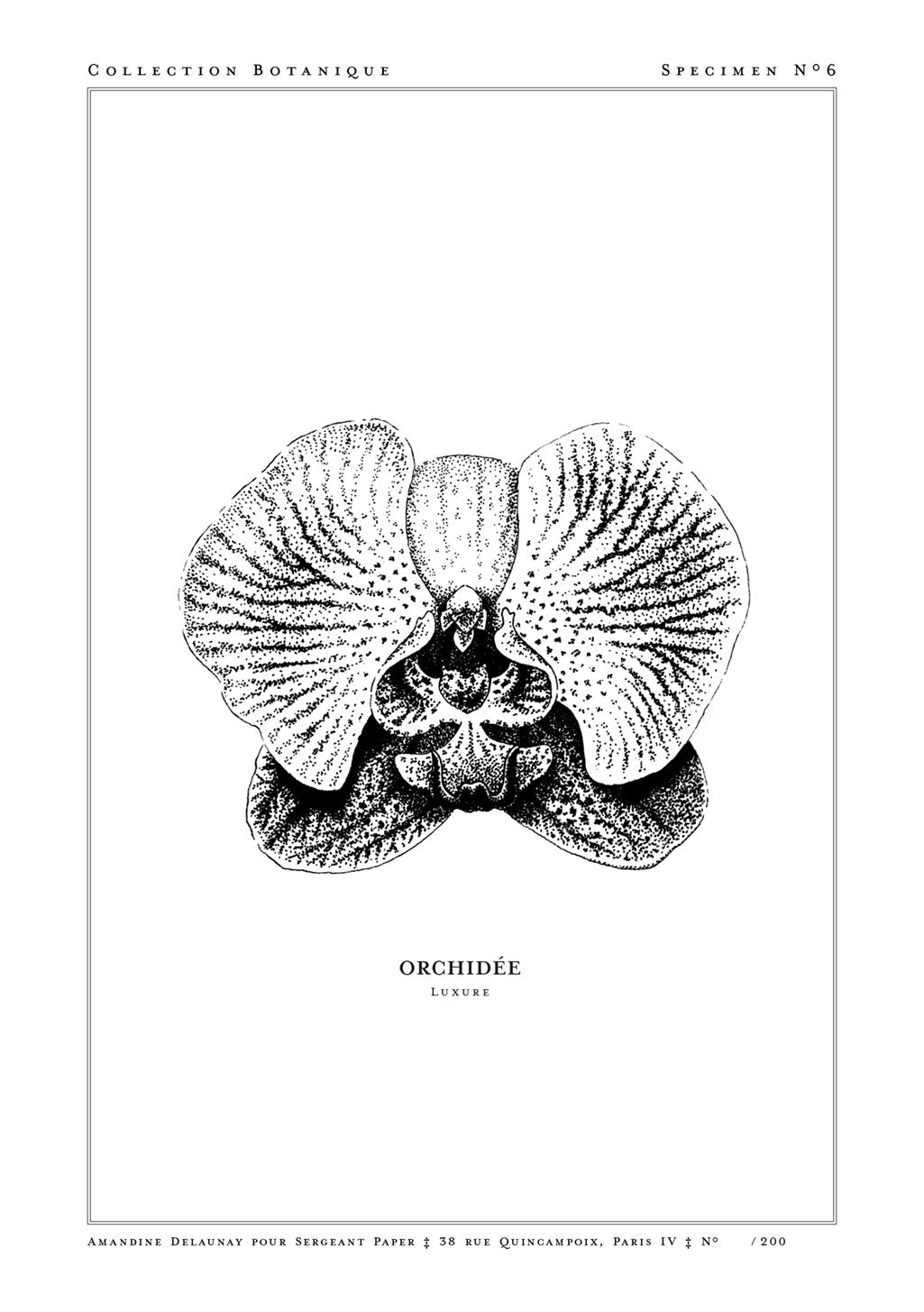 Illustration en noir et blanc d'orchidée, étiquette "Orchidée Luxe", Collection Botanique n°6