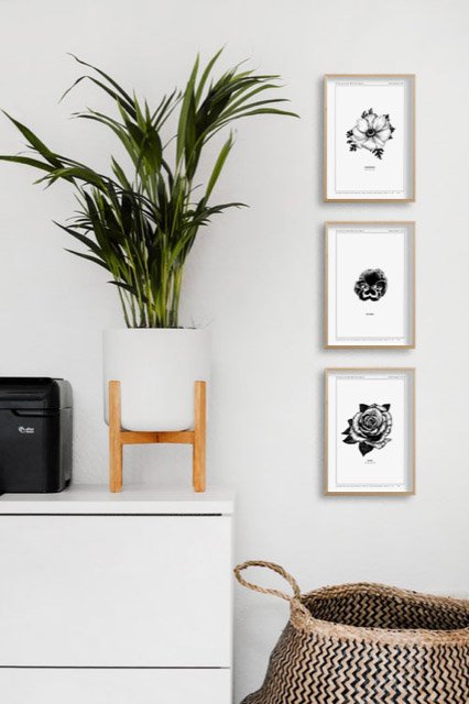 Plantes, fleurs, cadres, mur blanc