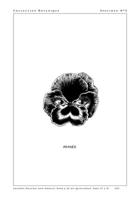 Illustration botanique en noir et blanc d'une fleur, étiqueté "Pensée"