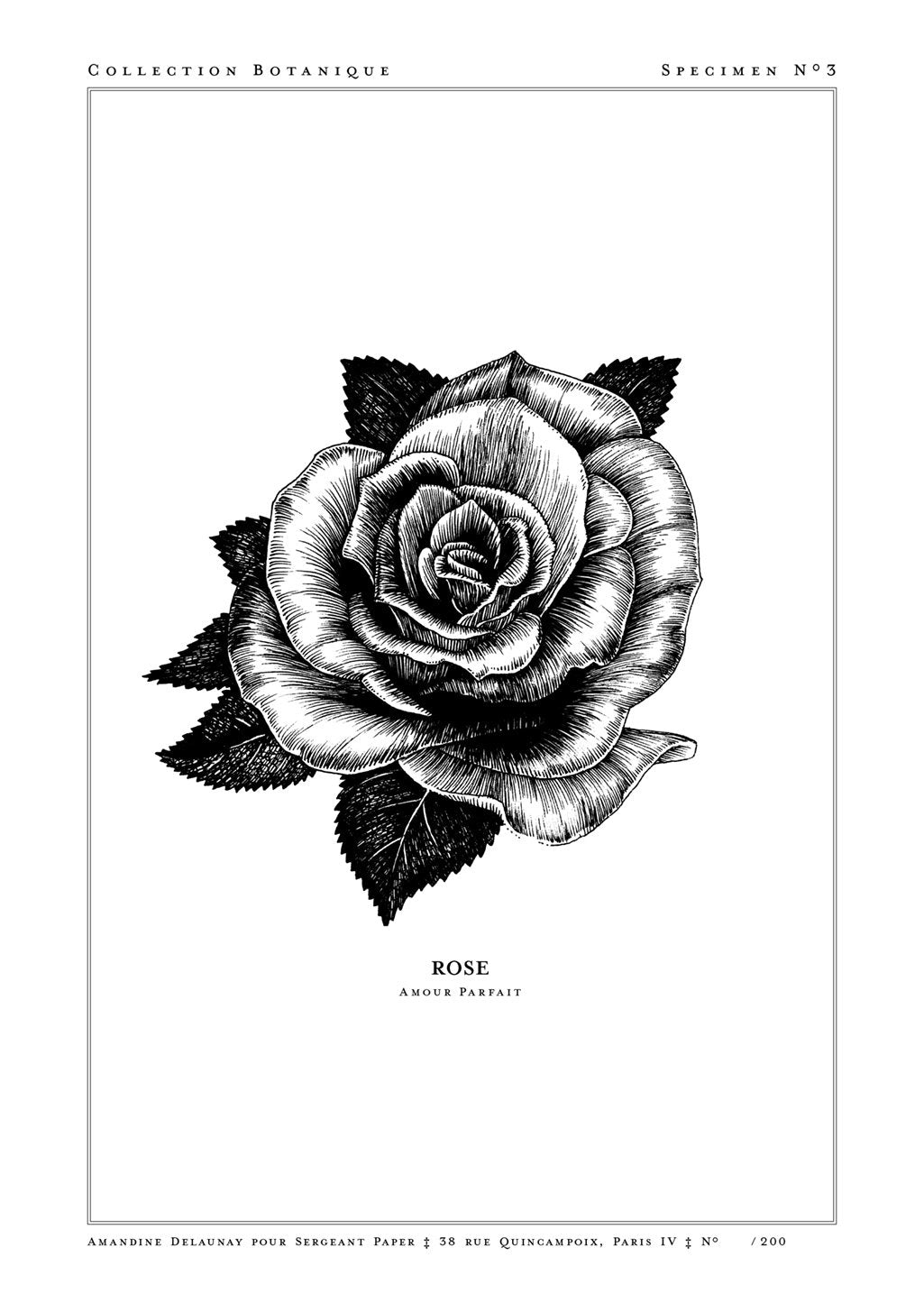Illustration en noir et blanc d'une rose avec des feuilles, étiqueté "ROSE AMOUR PARFAIT"