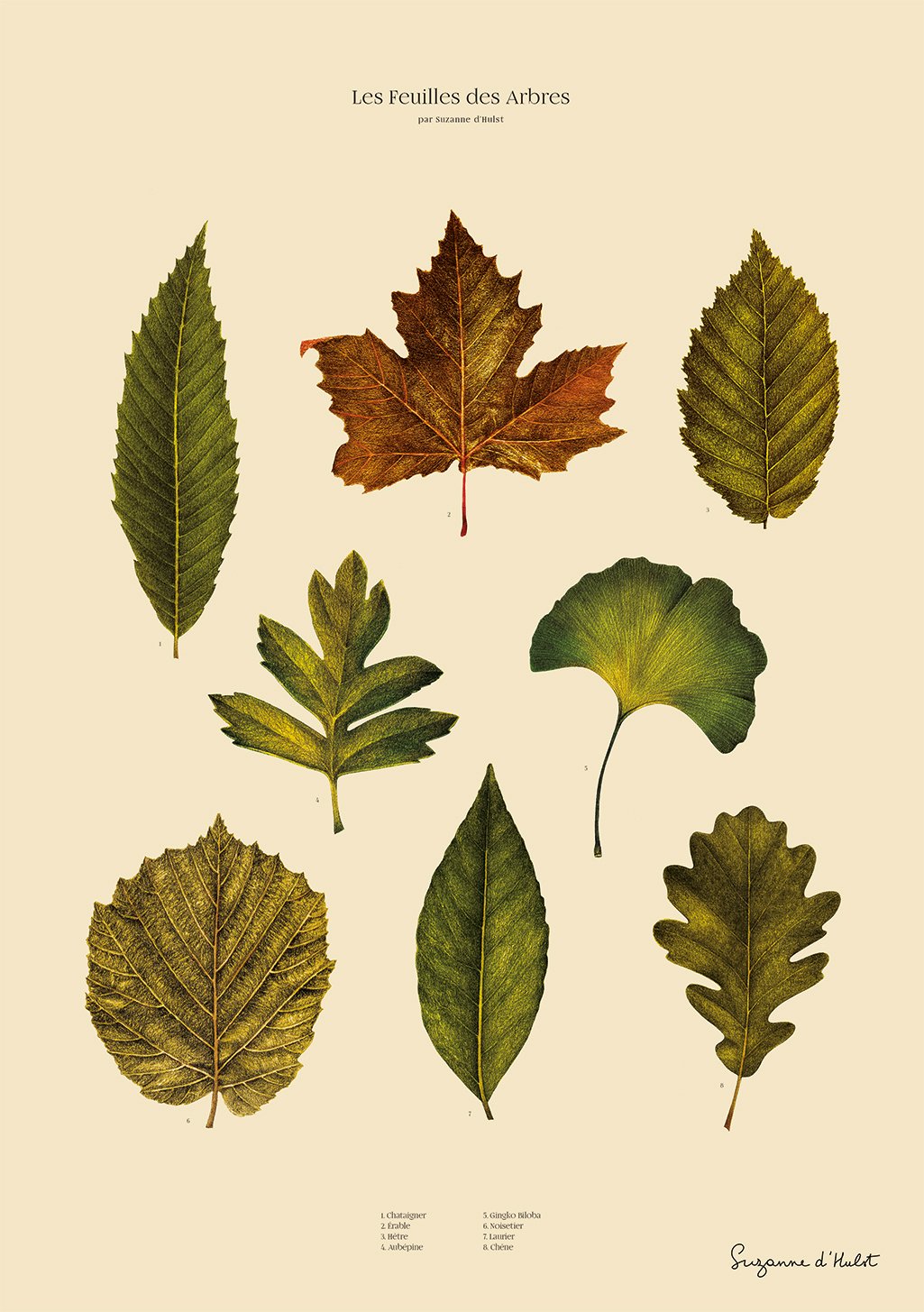 affiche-nature-suzanne-d-hulst-les-feuilles-d-arbre-1