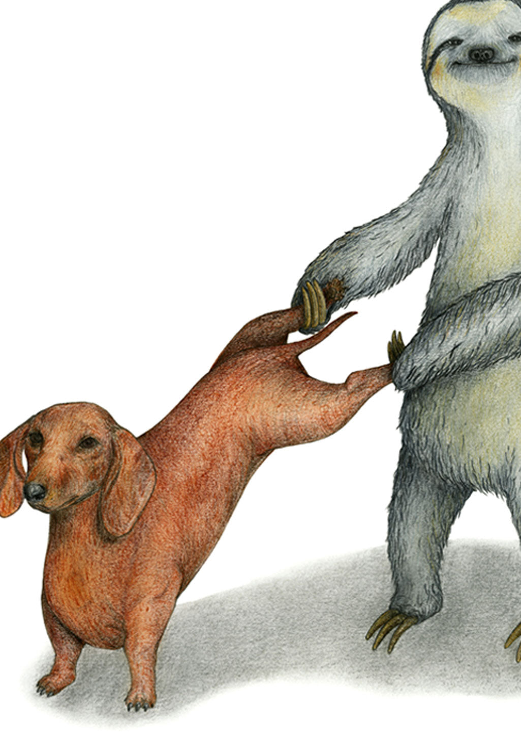 Chien et paresseux se donnant la main