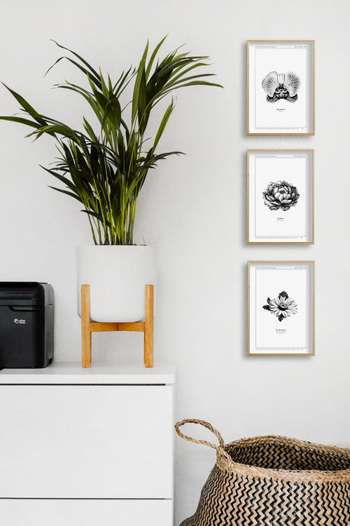 Plantes en noir et blanc, cadres, mur blanc